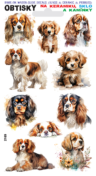 Obtisky na sklo, keramiku a kamínky - Kavalír King Charles španěl