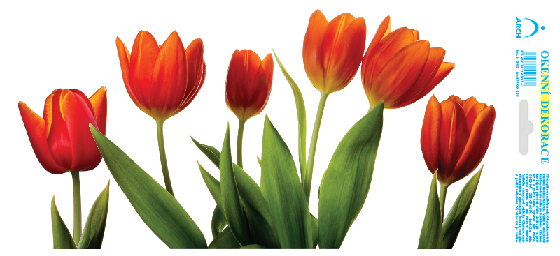 Pás červených tulipánů