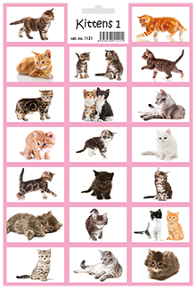 Koťata 1 - Kittens 1