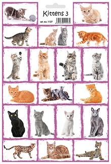 Koťata 3 - Kittens 3