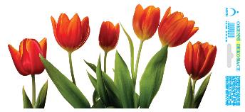 Pás červených tulipánů